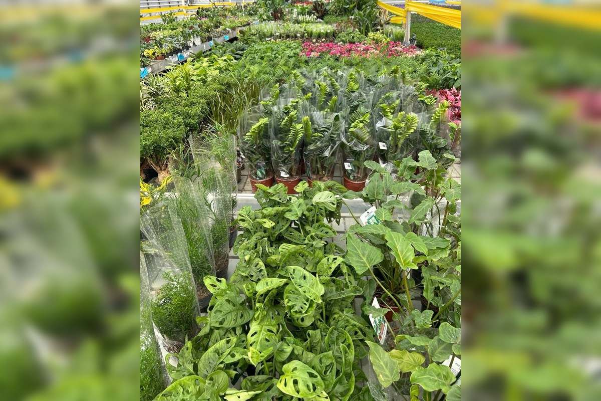 FOTO: Po veľkom úspechu sa do Trenčína vracia Festival rastlín, foto 4