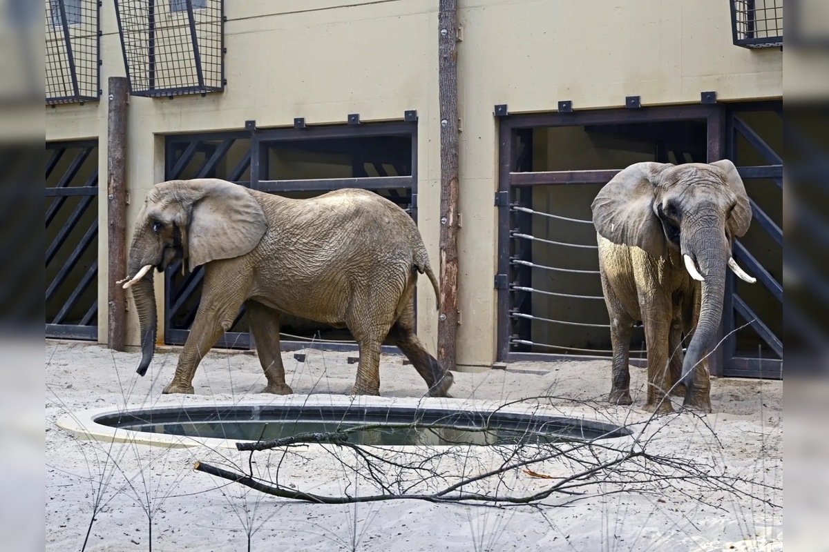 FOTO: ZOO Bojnice hľadá ošetrovateľa slonov, foto 1