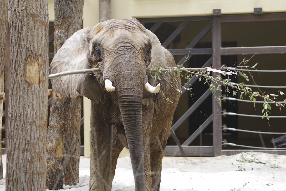 FOTO: ZOO Bojnice hľadá ošetrovateľa slonov, foto 2
