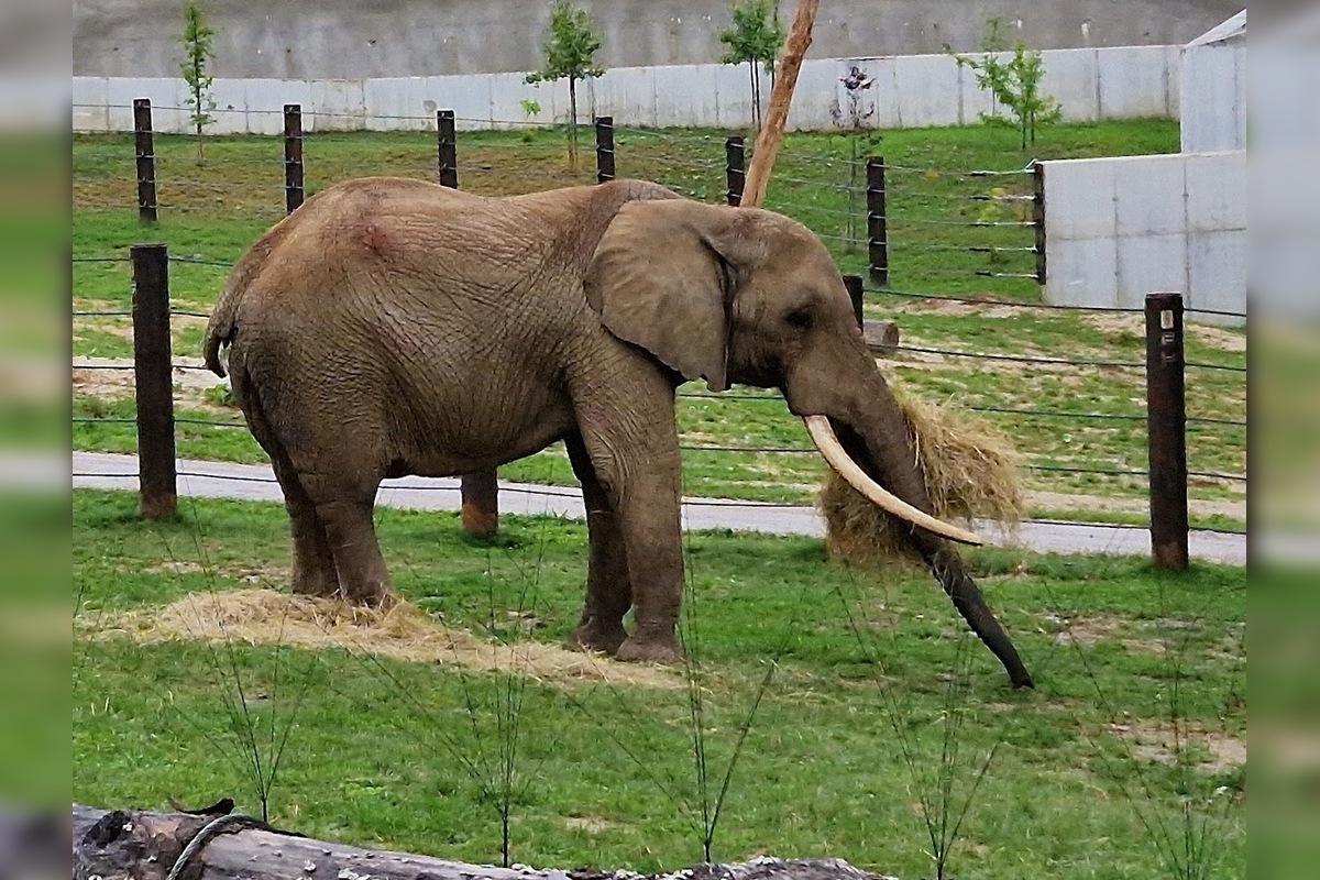 FOTO: ZOO Bojnice hľadá ošetrovateľa slonov, foto 3