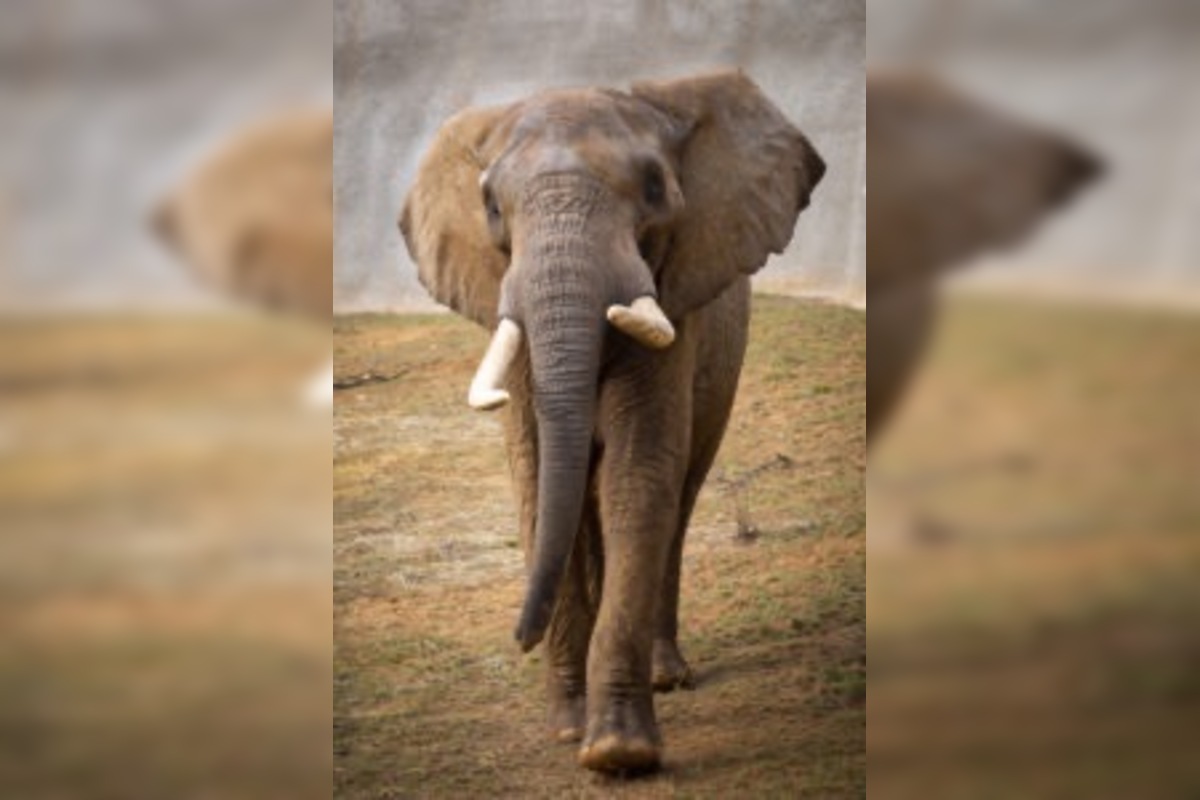 FOTO: ZOO Bojnice hľadá ošetrovateľa slonov, foto 4