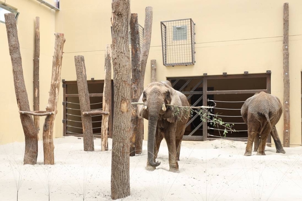 FOTO: ZOO Bojnice hľadá ošetrovateľa slonov, foto 5