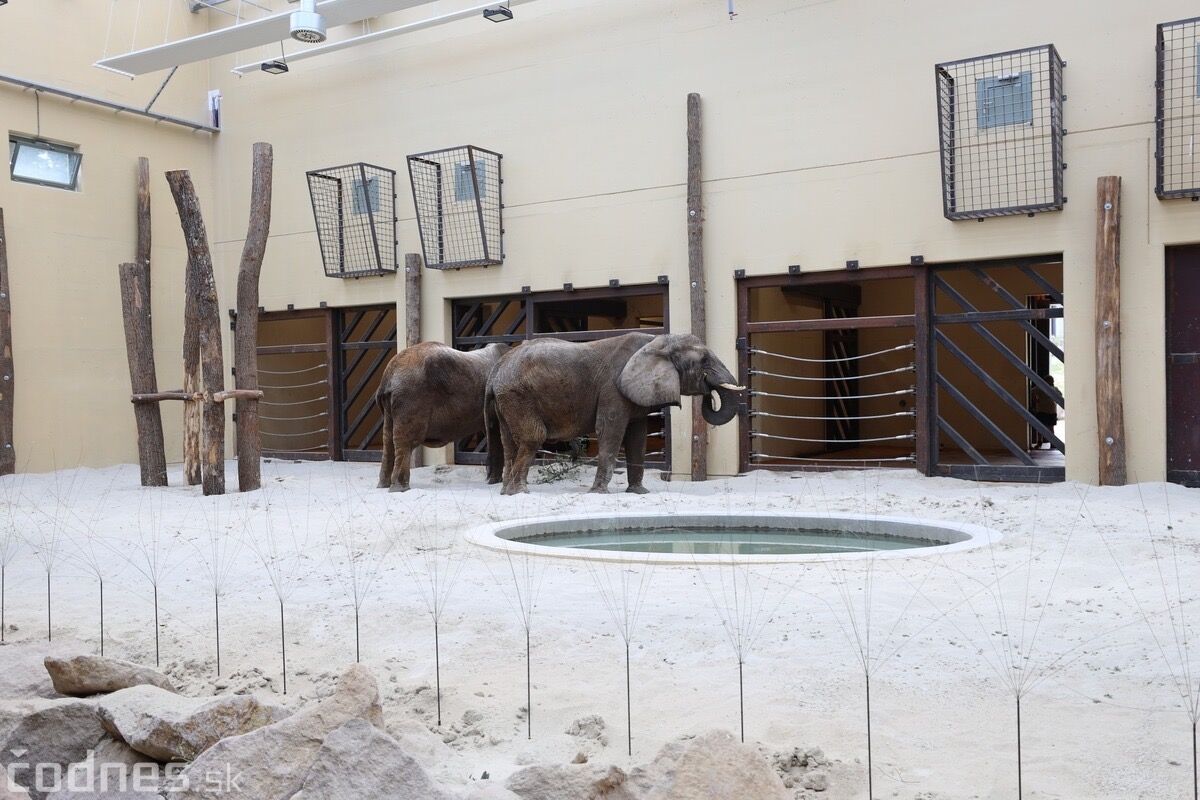 FOTO: ZOO Bojnice hľadá ošetrovateľa slonov, foto 6