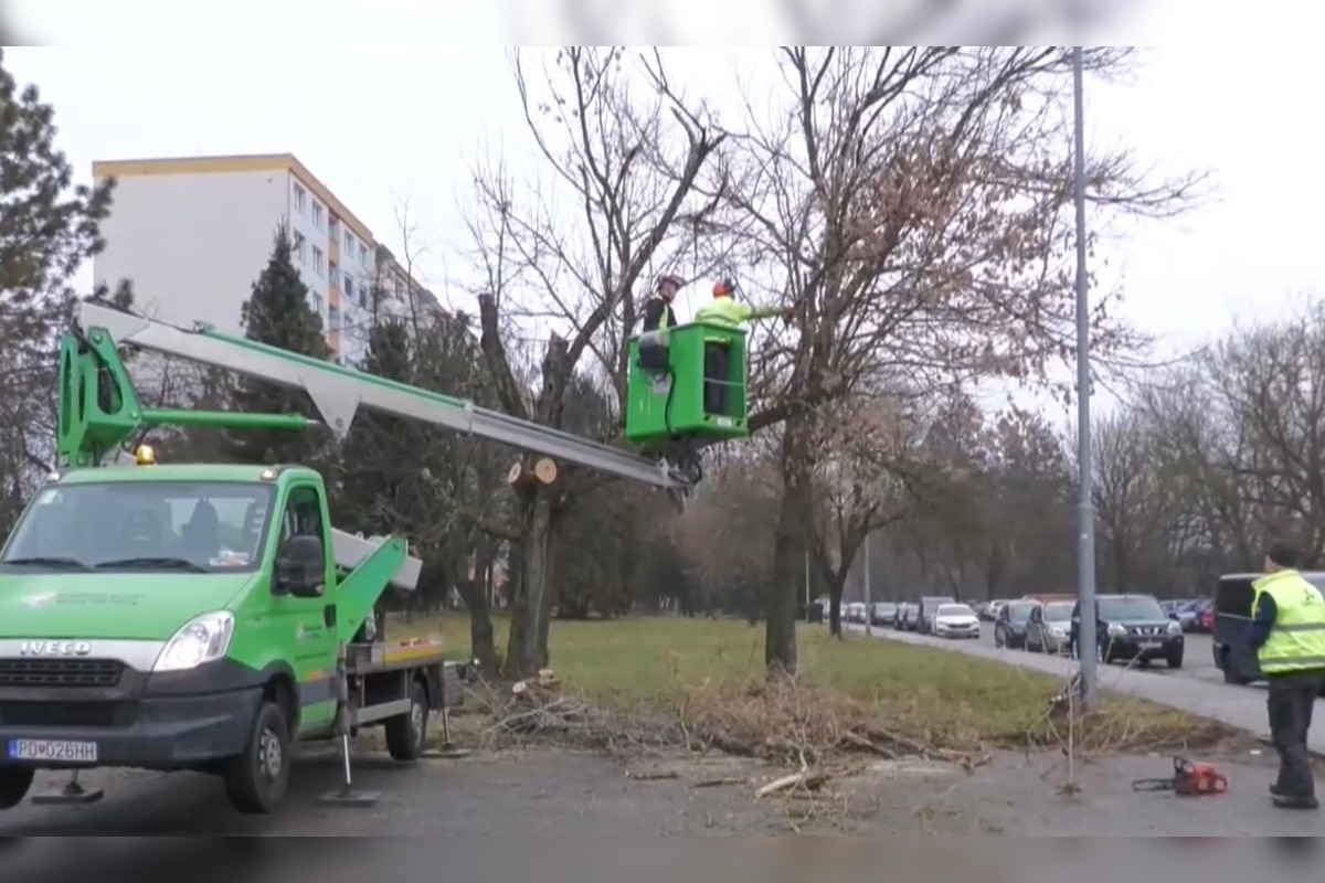 FOTO: V Prievidzi začali riešiť problém s invazívnou rastlinou , foto 1
