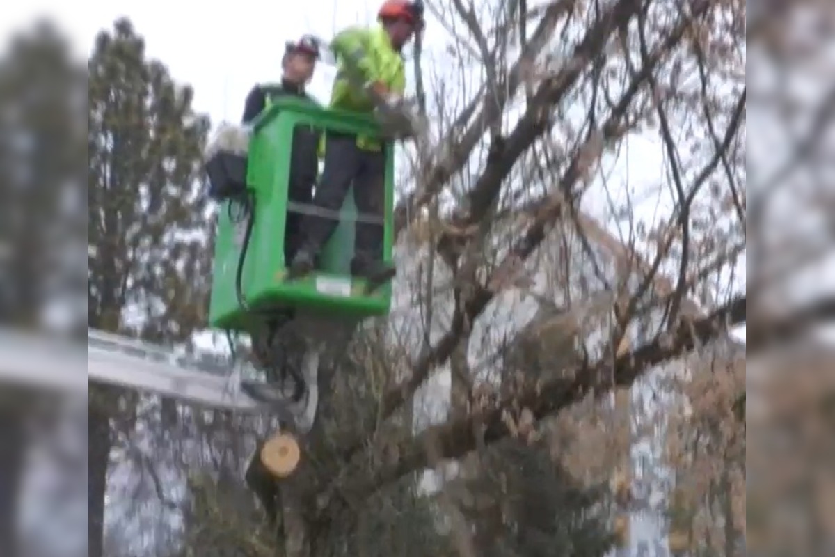 FOTO: V Prievidzi začali riešiť problém s invazívnou rastlinou , foto 4