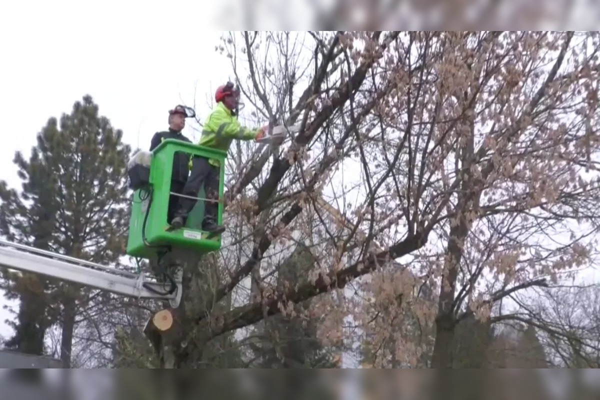 FOTO: V Prievidzi začali riešiť problém s invazívnou rastlinou , foto 6