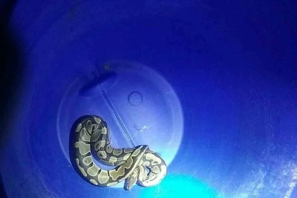 FOTO: Hasiči v Trenčianskom kraji riešili kuriózne prípady aj dramatické nehody, foto 1