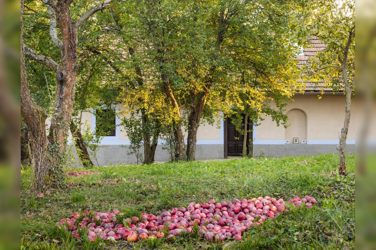 FOTO: Architekti zachránili rozpadávajúci sa gazdovský dvor neďaleko Myjavy. Takto vyzerá dnes, foto 7