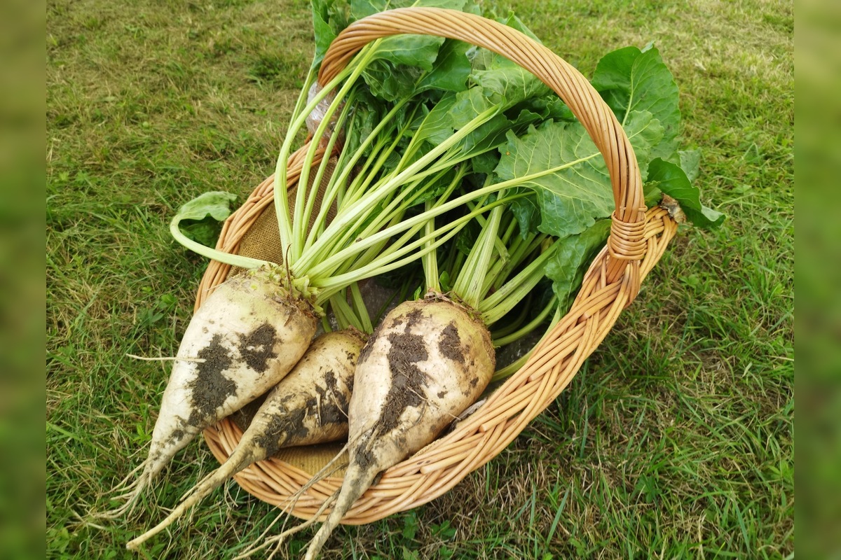 FOTO: Zánik cukrovaru v Teplej zasiahne stovky farmárov, žiadajú odškodnenie , foto 5