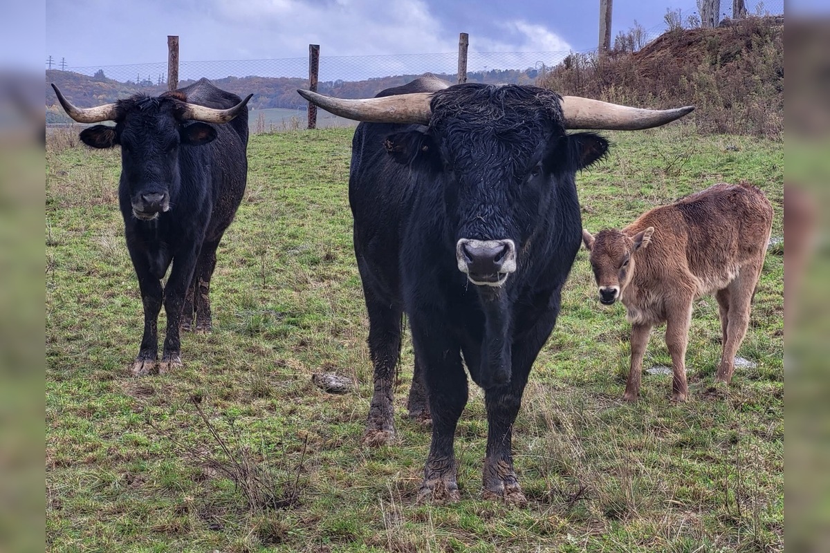 FOTO: V Bošácej otvoria nový archeopark, foto 3