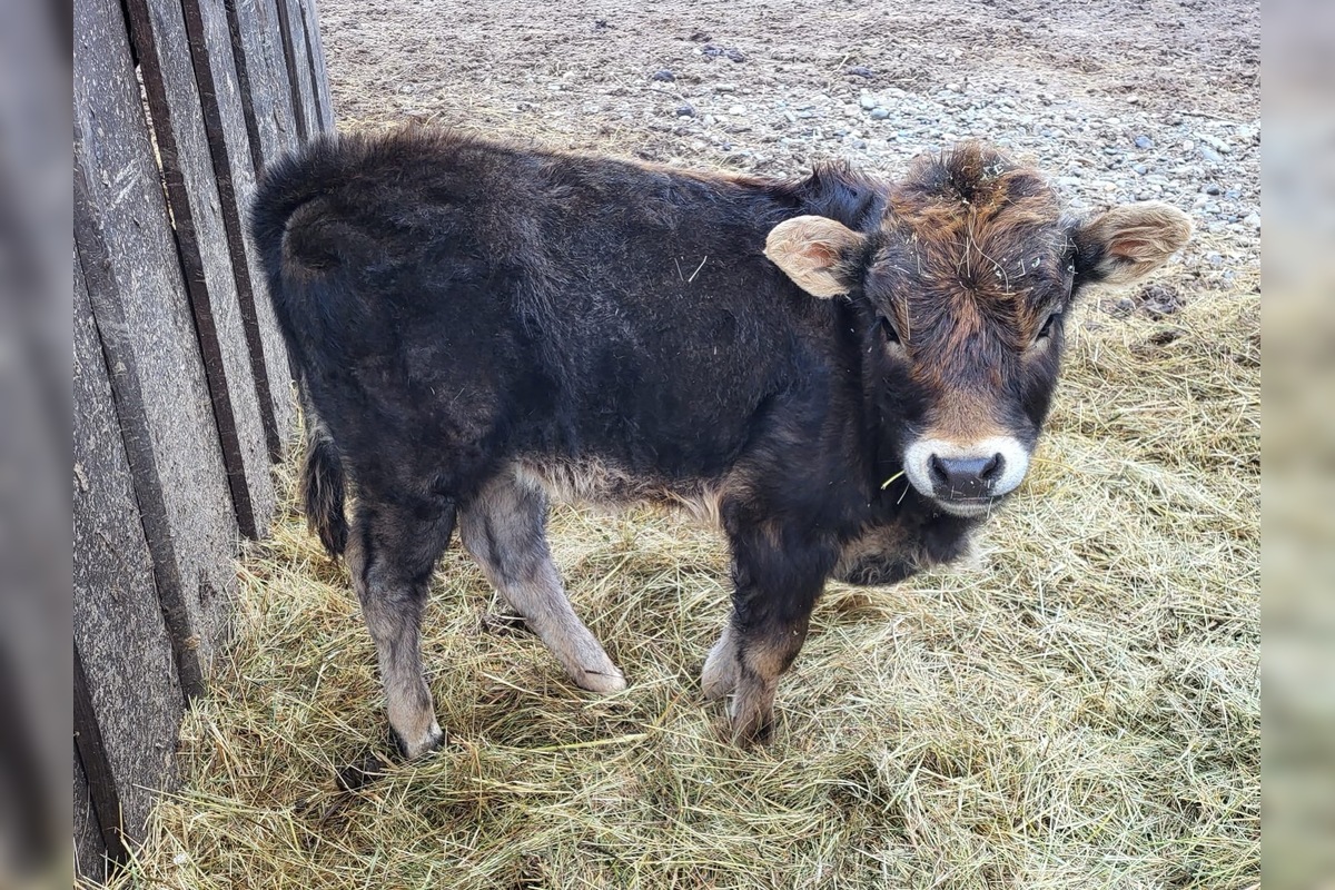 FOTO: V Bošácej otvoria nový archeopark, foto 7