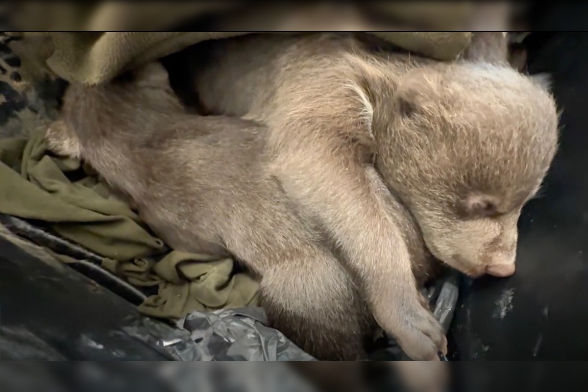 FOTO: Zoo Bojnice prijala tri siroty medveďa hnedého , foto 1