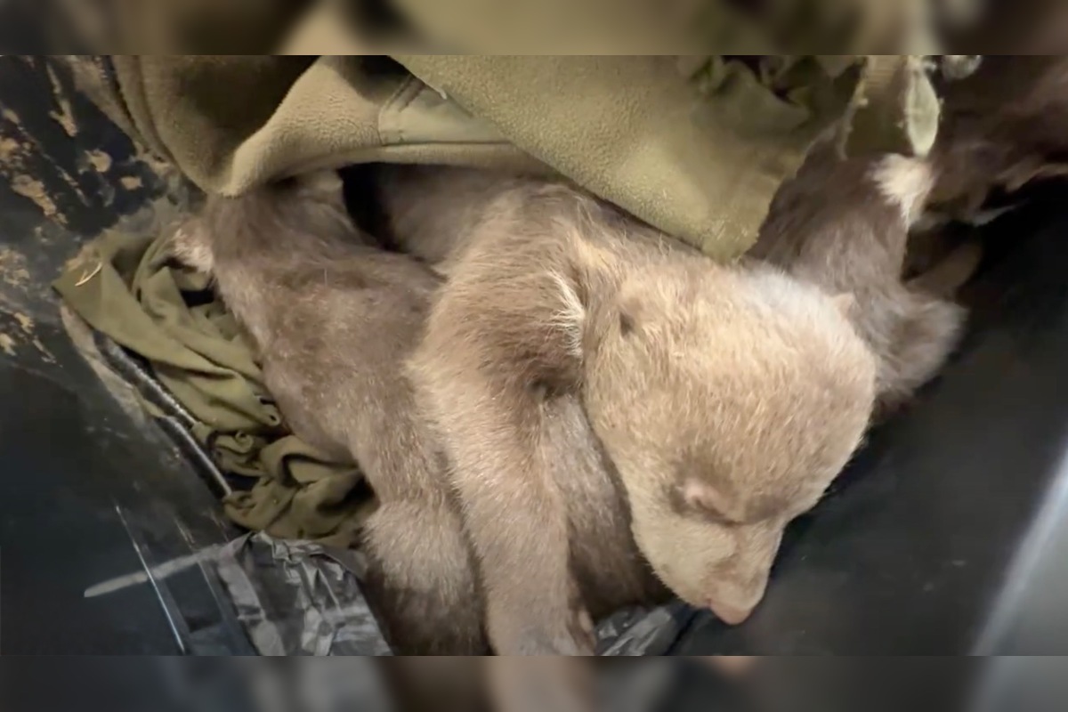 FOTO: Zoo Bojnice prijala tri siroty medveďa hnedého , foto 2