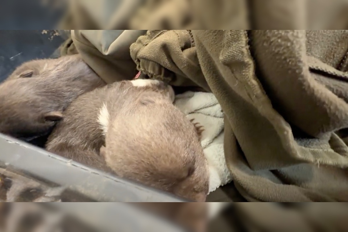 FOTO: Zoo Bojnice prijala tri siroty medveďa hnedého , foto 3