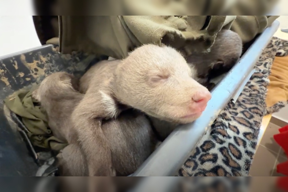 FOTO: Zoo Bojnice prijala tri siroty medveďa hnedého , foto 4