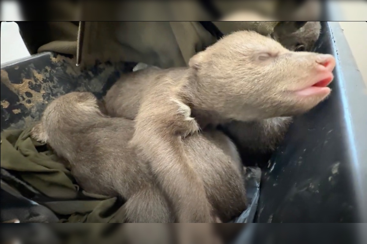 FOTO: Zoo Bojnice prijala tri siroty medveďa hnedého , foto 5