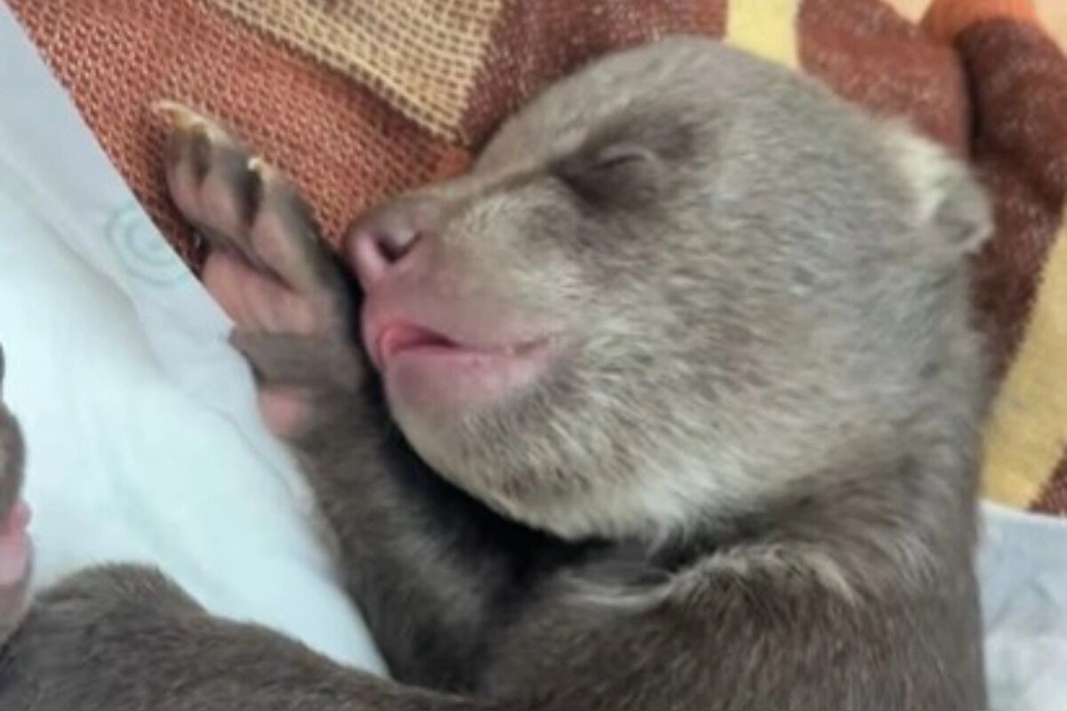 FOTO: Starostlivosť o medvieďaťa je finančne náročná , foto 1