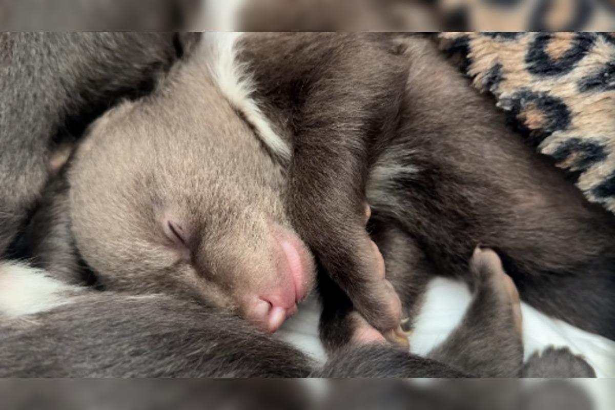 FOTO: Starostlivosť o medvieďaťa je finančne náročná , foto 2