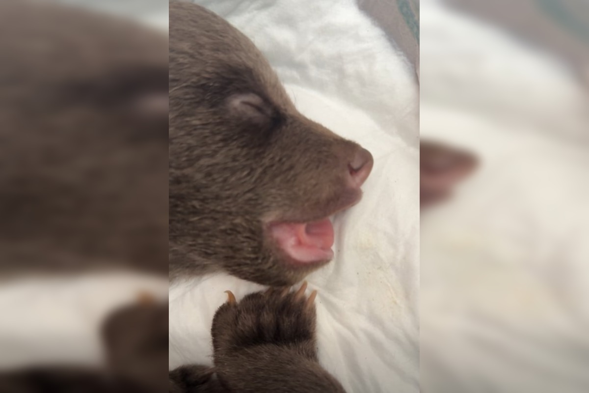 FOTO: Starostlivosť o medvieďaťa je finančne náročná , foto 3