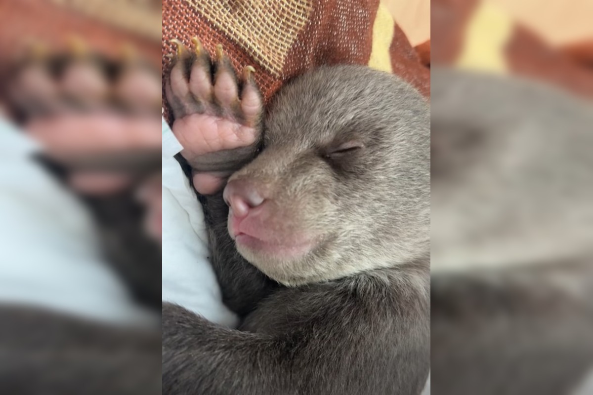 FOTO: Starostlivosť o medvieďaťa je finančne náročná , foto 5