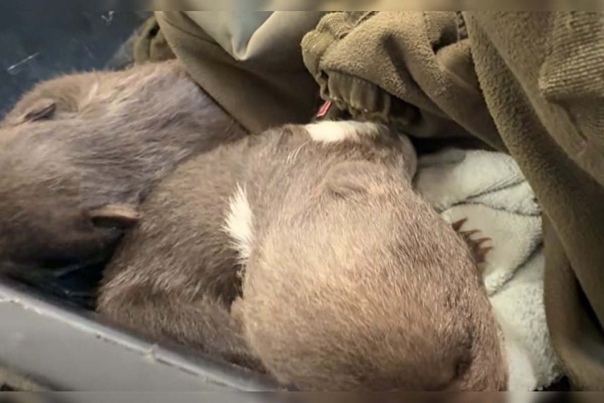 FOTO: Starostlivosť o medvieďaťa je finančne náročná , foto 6