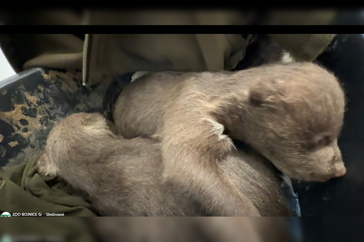FOTO: Starostlivosť o medvieďaťa je finančne náročná , foto 7