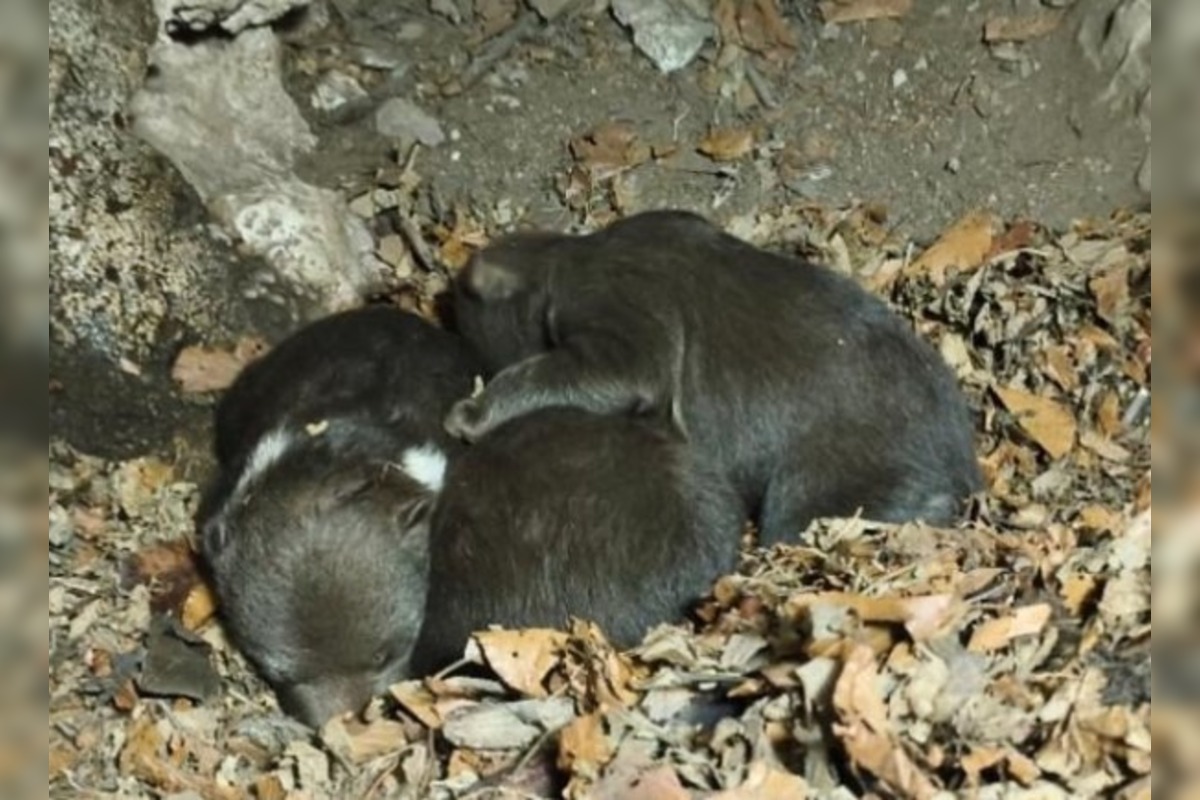 FOTO: Starostlivosť o medvieďaťa je finančne náročná , foto 8