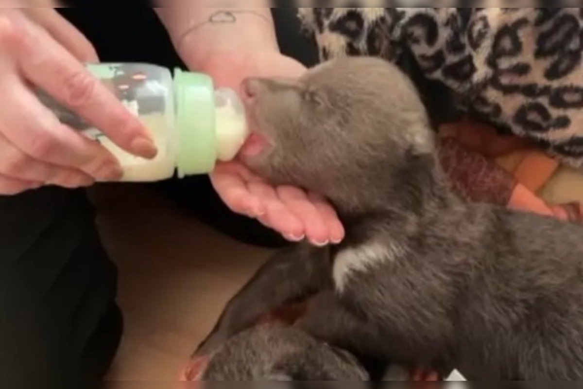 FOTO: Starostlivosť o medvieďaťa je finančne náročná , foto 9