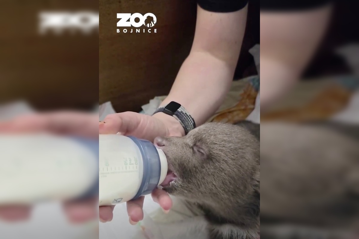 FOTO: Jedna z malých medvedíc prvýkrát otvorila oči, foto 2