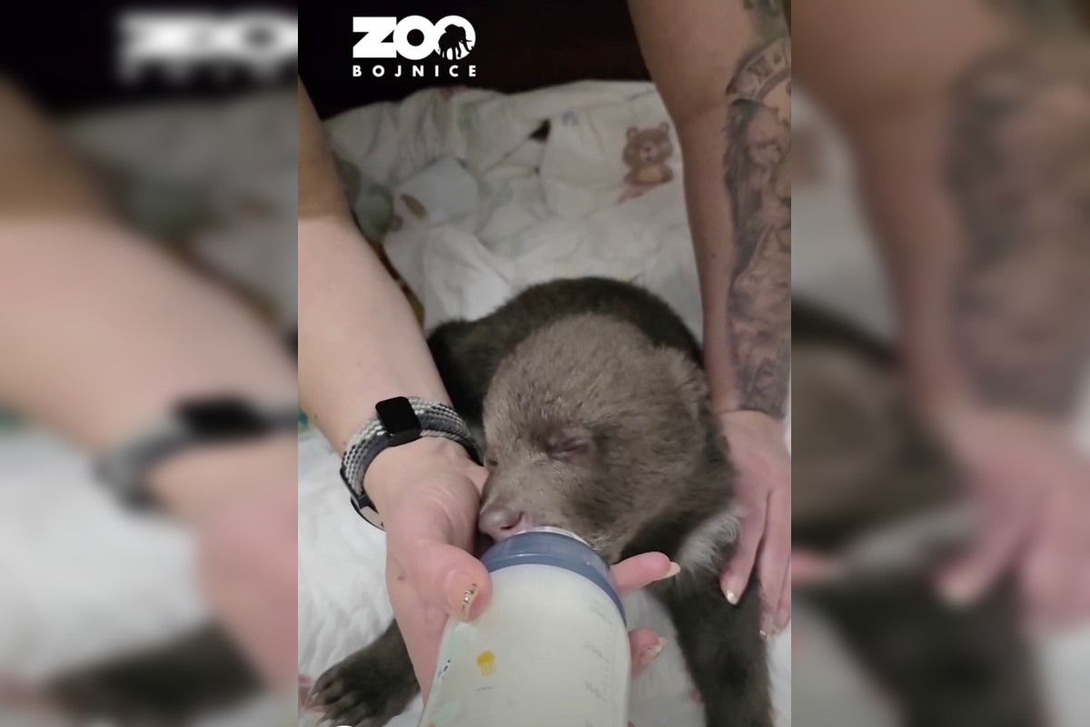 FOTO: Jedna z malých medvedíc prvýkrát otvorila oči, foto 3