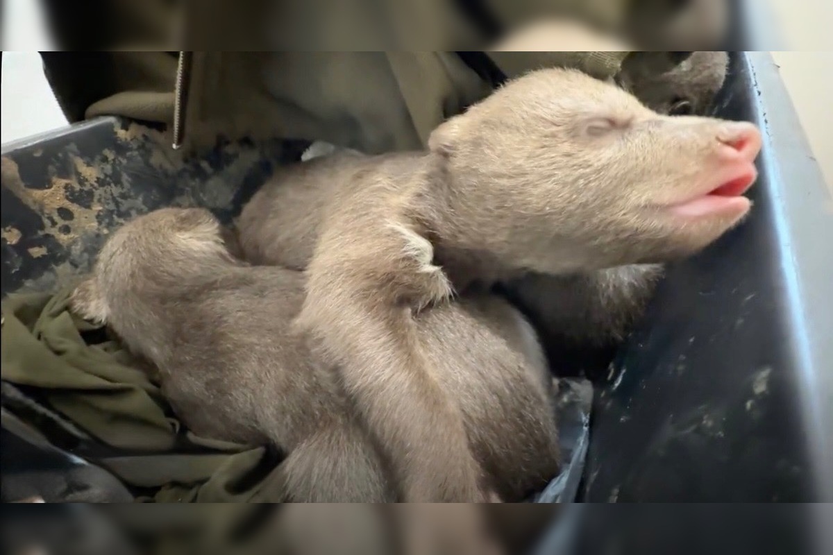 FOTO: Jedna z malých medvedíc prvýkrát otvorila oči, foto 4