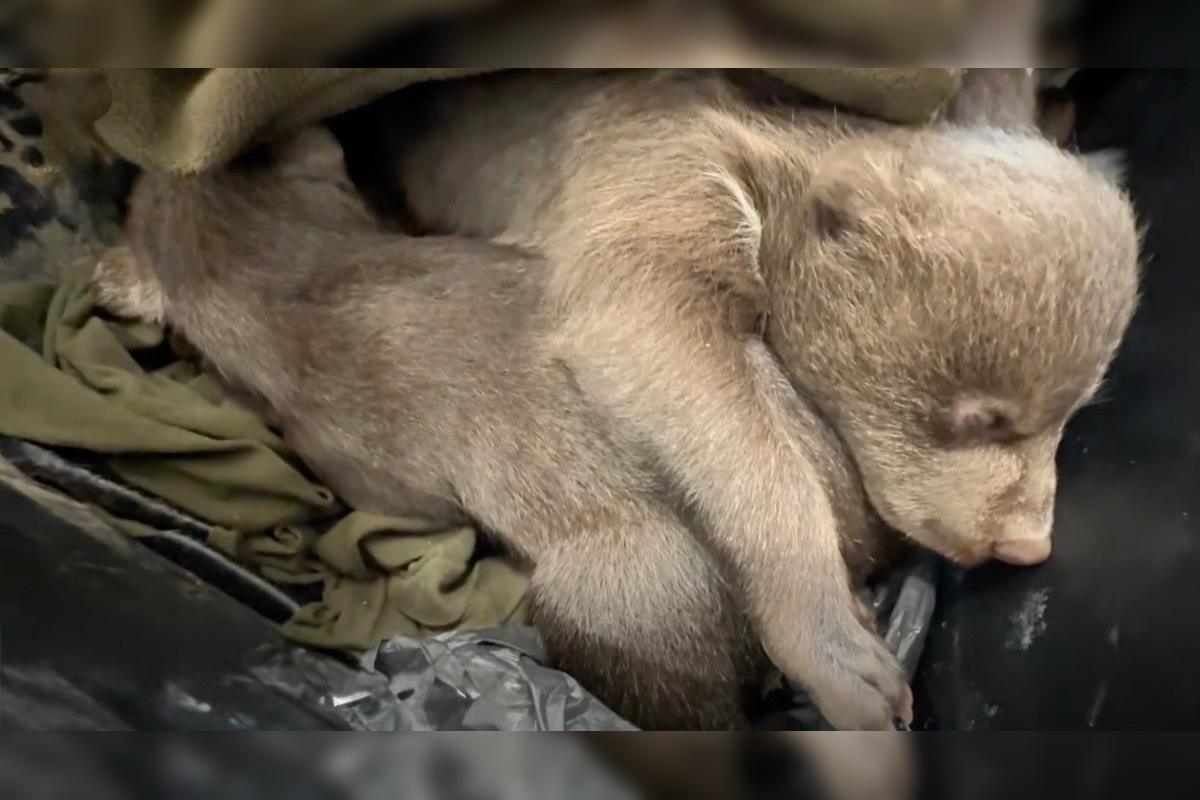 FOTO: Jedna z malých medvedíc prvýkrát otvorila oči, foto 5