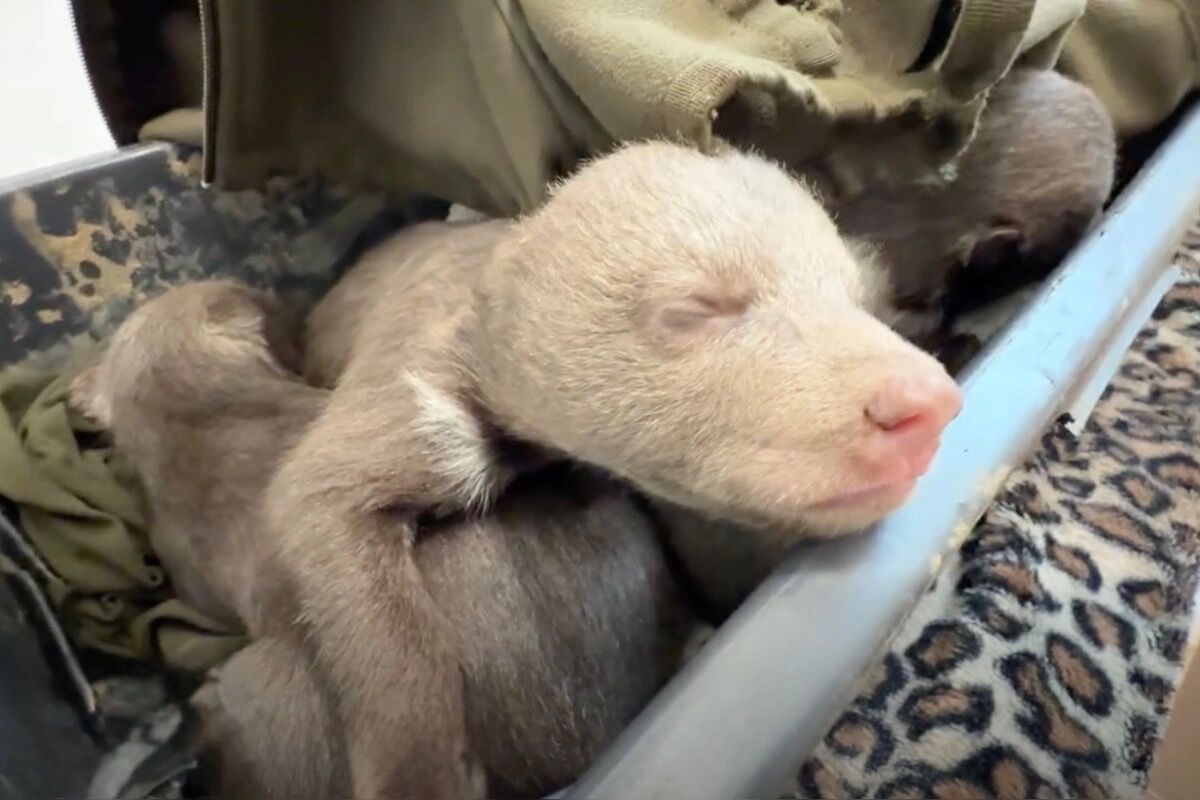 FOTO: Jedna z malých medvedíc prvýkrát otvorila oči, foto 6