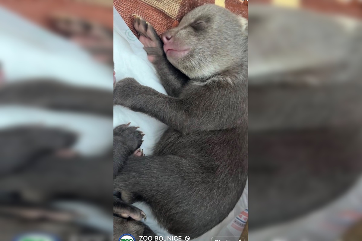 FOTO: Prievidzský obchodník milým gestom poďakoval za záchranu malých medvieďat, foto 1