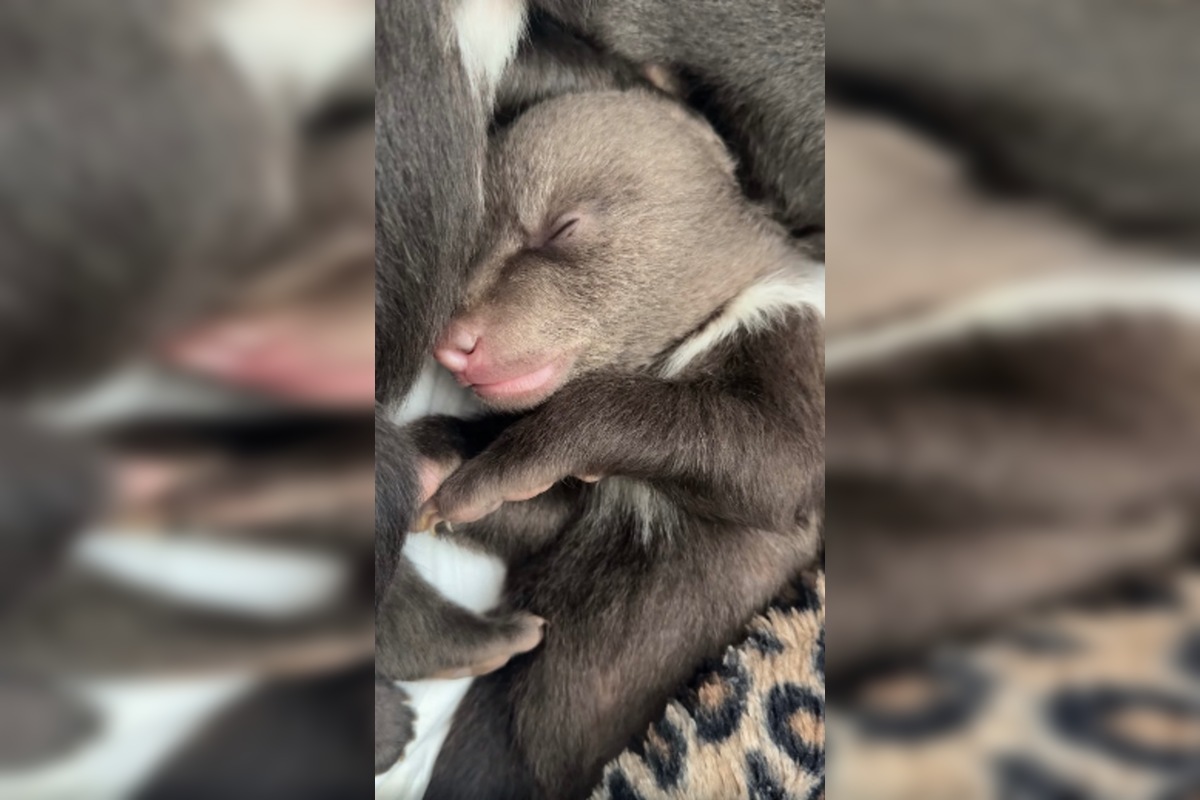 FOTO: Prievidzský obchodník milým gestom poďakoval za záchranu malých medvieďat, foto 2