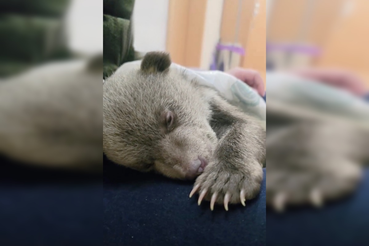 FOTO: Prievidzský obchodník milým gestom poďakoval za záchranu malých medvieďat, foto 3