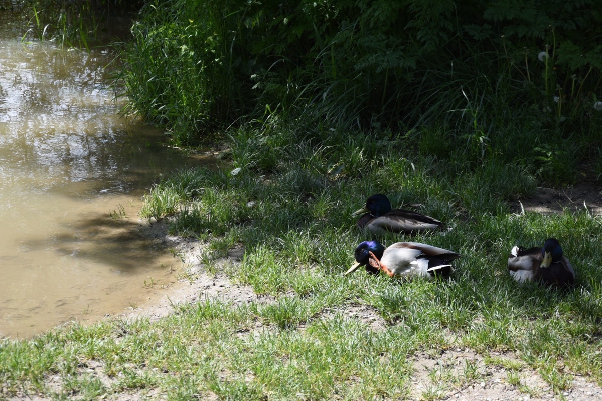 FOTO: Trenčiansky luh, foto 1