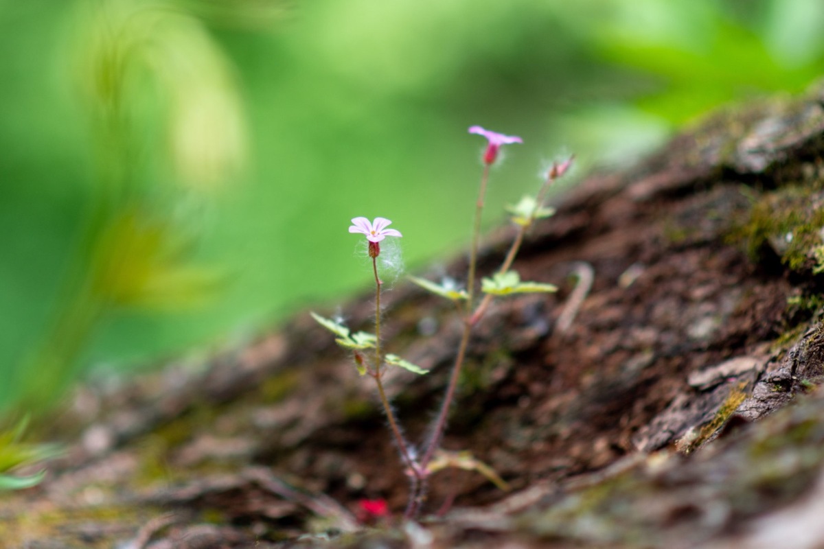 FOTO: Trenčiansky luh, foto 3