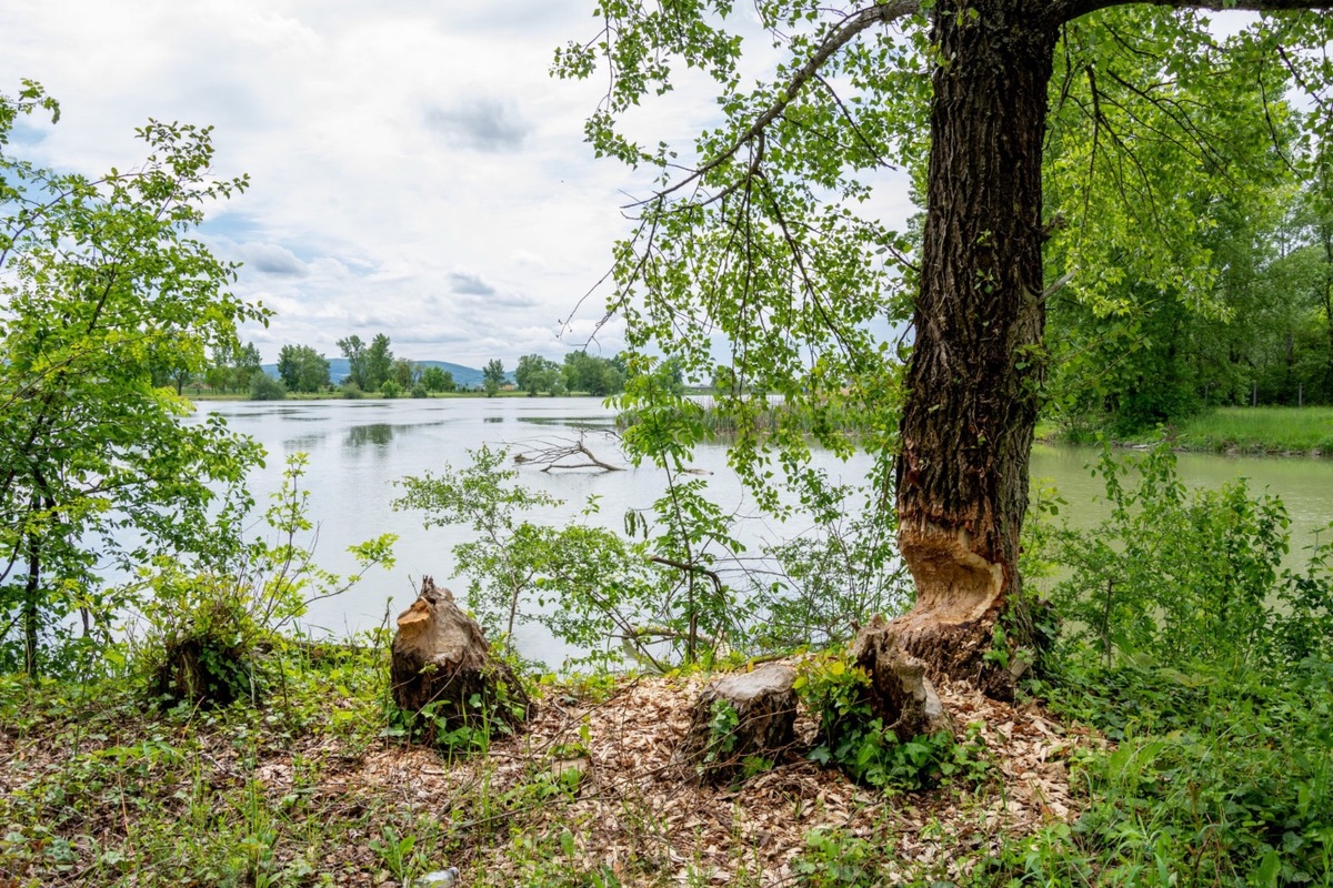 FOTO: Trenčiansky luh, foto 5
