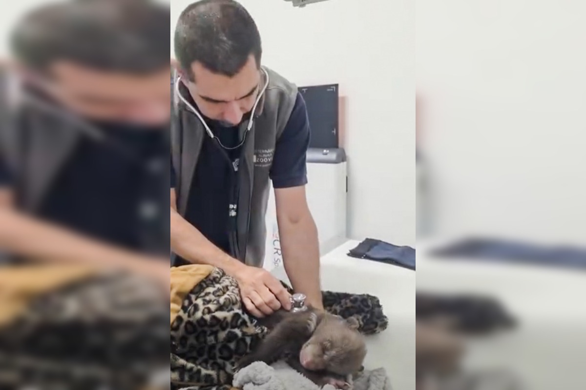 FOTO: Medvedie siroty z Hrboltovej absolvovali prvý röntgen. Veterinári si vydýchli, foto 1