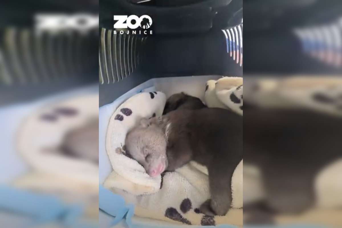 FOTO: Medvedie siroty z Hrboltovej absolvovali prvý röntgen. Veterinári si vydýchli, foto 2