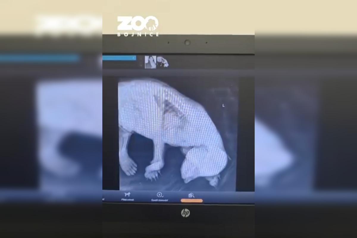 FOTO: Medvedie siroty z Hrboltovej absolvovali prvý röntgen. Veterinári si vydýchli, foto 3