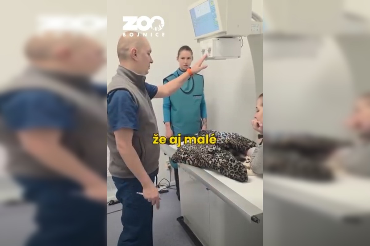 FOTO: Medvedie siroty z Hrboltovej absolvovali prvý röntgen. Veterinári si vydýchli, foto 4