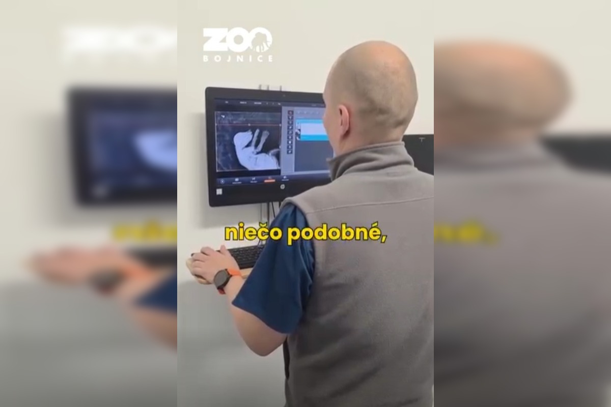 FOTO: Medvedie siroty z Hrboltovej absolvovali prvý röntgen. Veterinári si vydýchli, foto 5