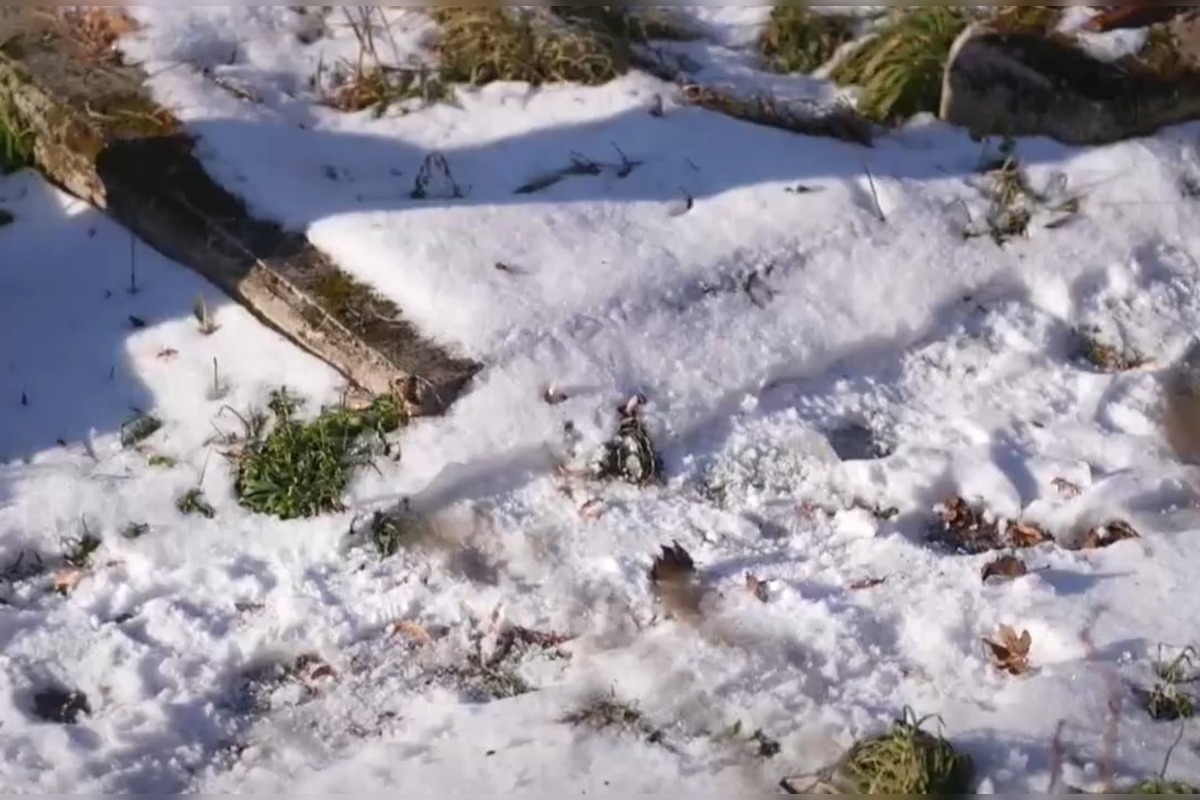 FOTO: Padnutý strom porušil náhrobný kameň na cintoríne v Trenčíne , foto 5