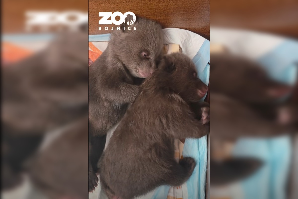 FOTO: Dve samičky medveďa, o ktoré sa starajú v Bojniciach prospievajú , foto 1