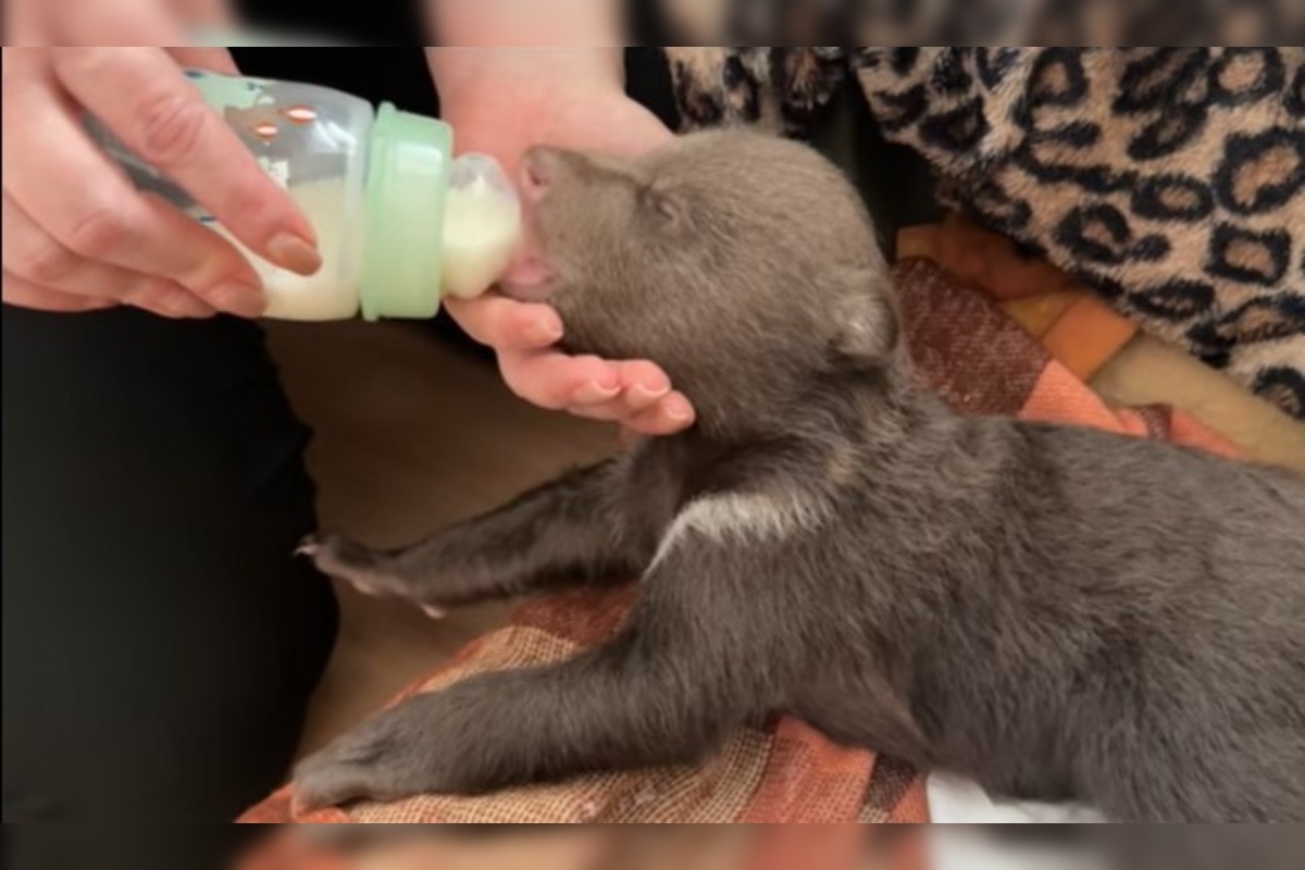 FOTO: Dve samičky medveďa, o ktoré sa starajú v Bojniciach prospievajú , foto 3