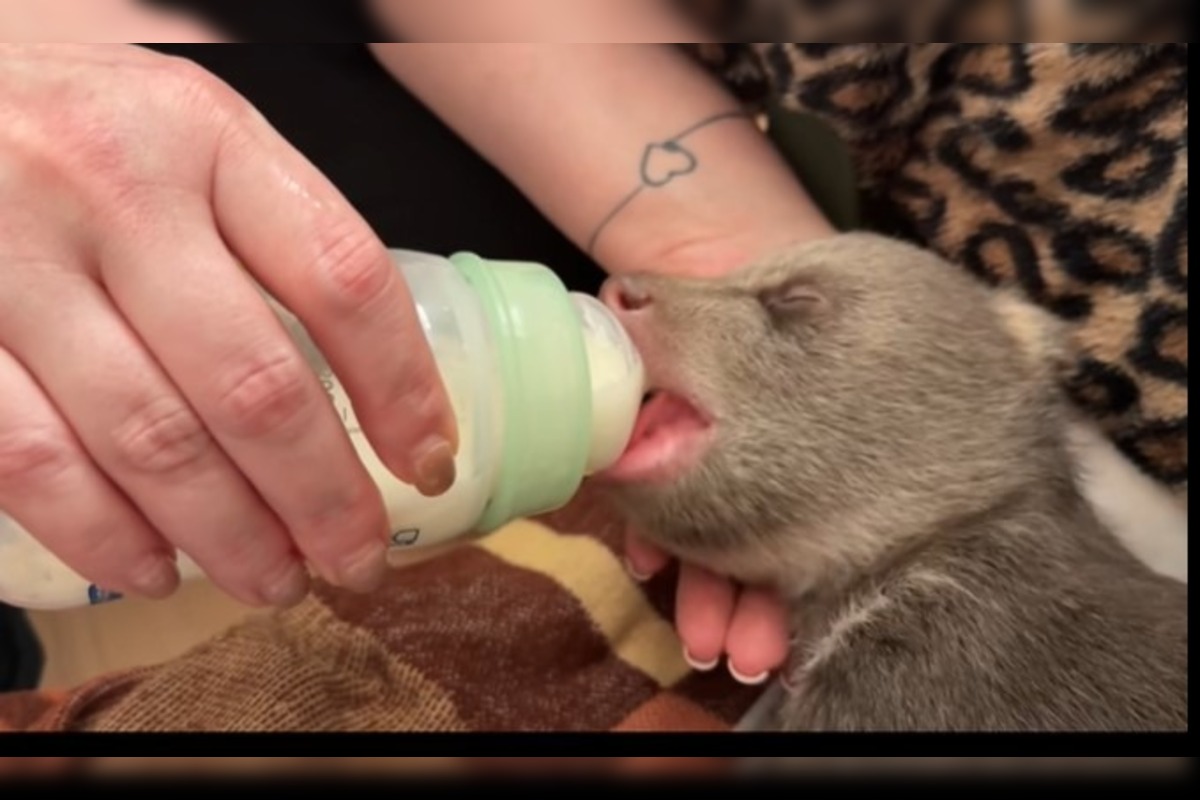 FOTO: Dve samičky medveďa, o ktoré sa starajú v Bojniciach prospievajú , foto 5