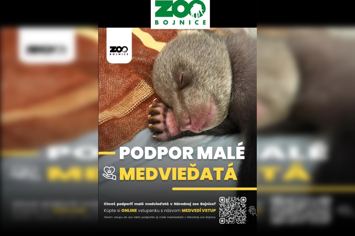 FOTO: Dve samičky medveďa, o ktoré sa starajú v Bojniciach prospievajú , foto 6