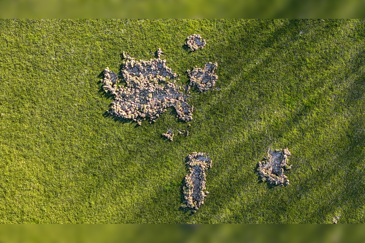FOTO: Nové Mesto nad Váhom rieši problém s diviakmi, foto 2